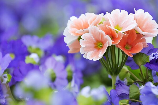 Bouquet rose sur fond de fleurs bleues