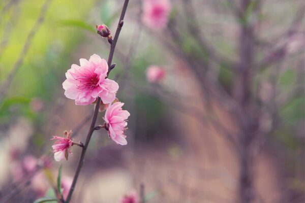 Boccioli rosa di Sakura Giapponese su un ramo