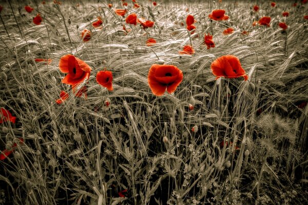 Amapolas brillantes en un campo de trigo