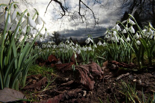 Fiori in una sera d autunno nella foresta