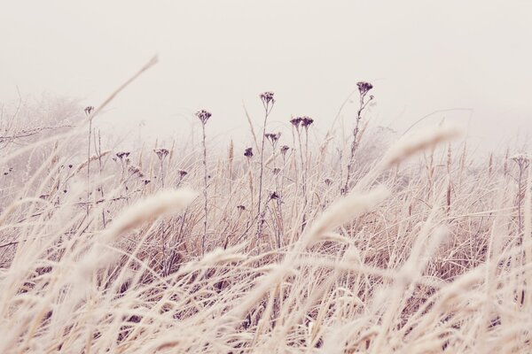 Delicate wildflowers in pastel colors