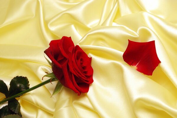 A petal near a rose on a silk tablecloth