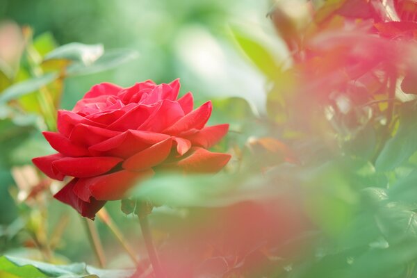 Belle rose rosse nell erba