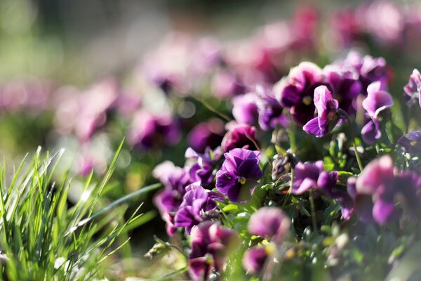 Violette viola sull erba verde in primavera