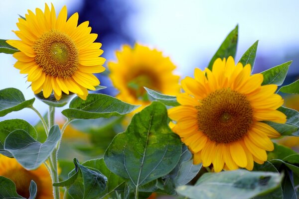 Lots of yellow sunflowers in macro photography