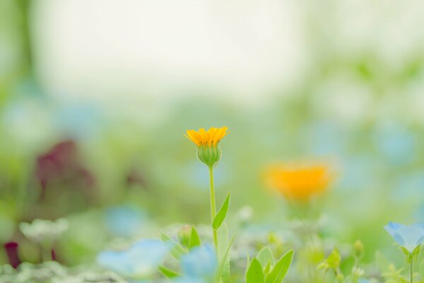 There is an orange flower in the clearing