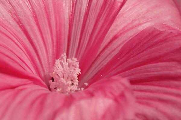 Rosa Blume mit rosa Staubblatt