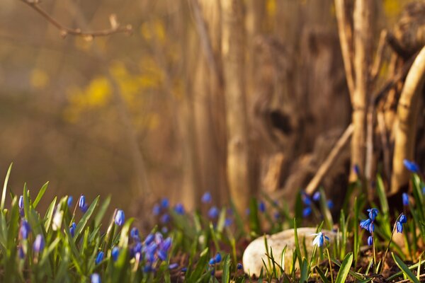 In primavera nella foresta bucaneve blu