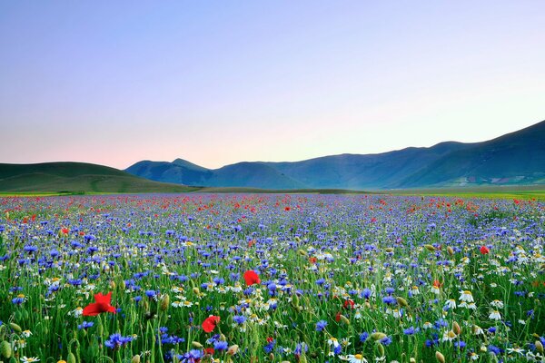 Grand rôle des Fleurs dans les montagnes