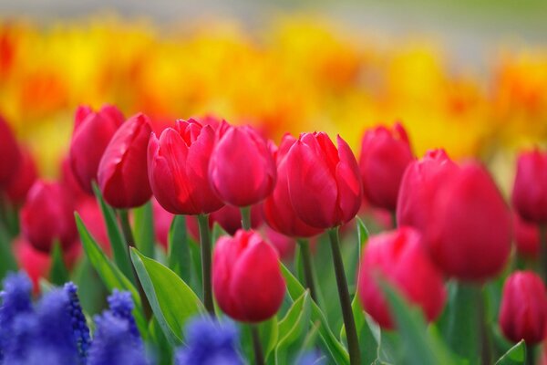 A glade of blooming tulip buds