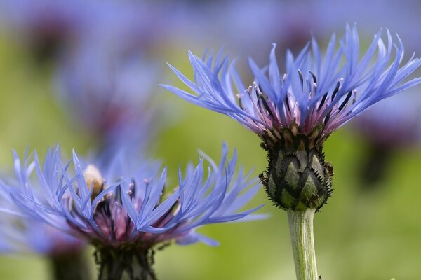 Fotografia macro di fiordalisi in una radura