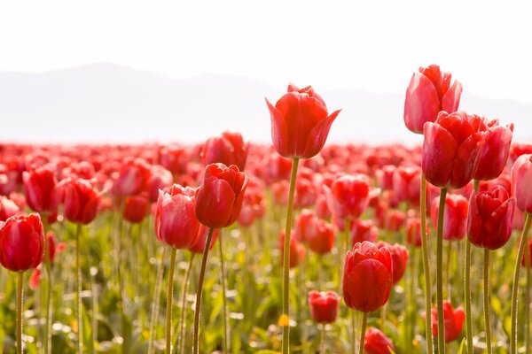 Paoi tulipany, pąki, wiosna