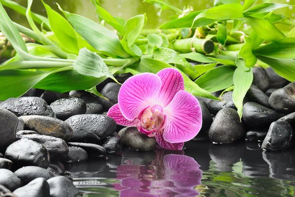 Reflexion einer Orchidee im Wasser, umgeben von Steinen