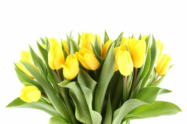 Bukiet żółtych tulipanów na Światowy Dzień Kobiet
