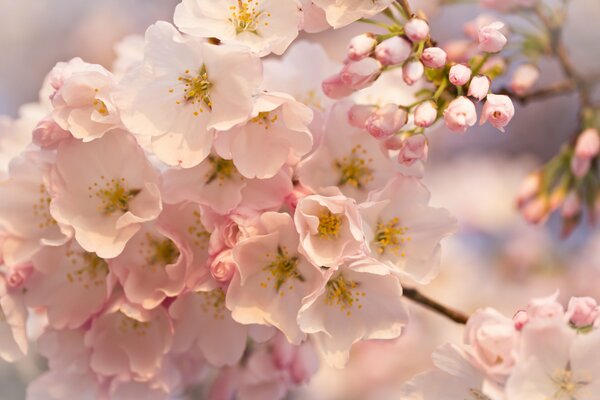 Pink and white buds on a branch