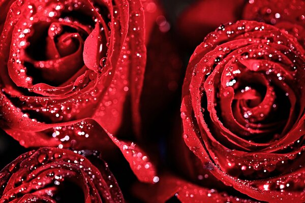 Water drops on rosebuds