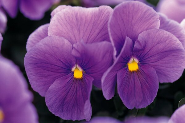 Photos of lilac pansies