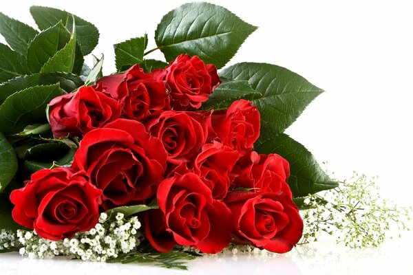 Red roses on a white background