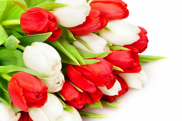 Spring bouquet of red and white tulips