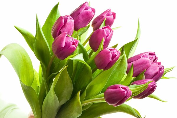 Spring bouquet of purple tulips