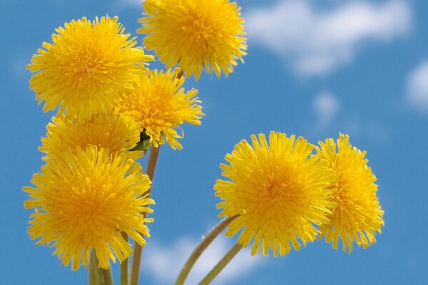 Gelbe helle Blumen auf einem blauen Himmelshintergrund