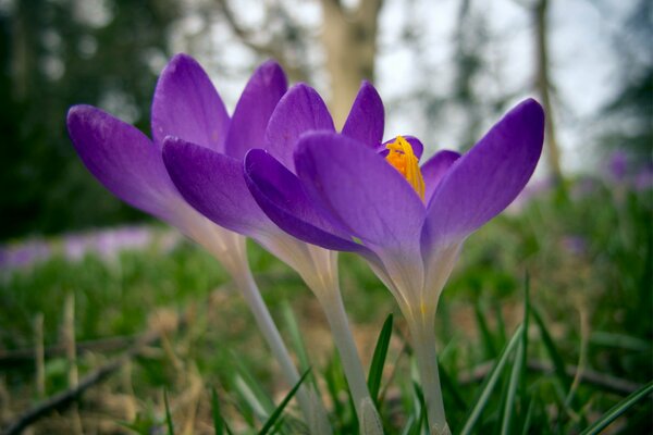 Foto einer lila Blume mit unscharfen Hintergründen