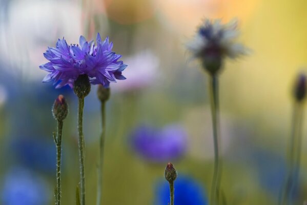 Bleuet bleu sur fond flou