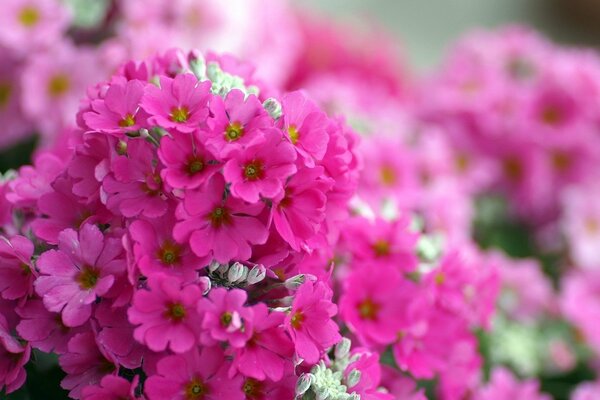 Яркие розовые цветы флоксы