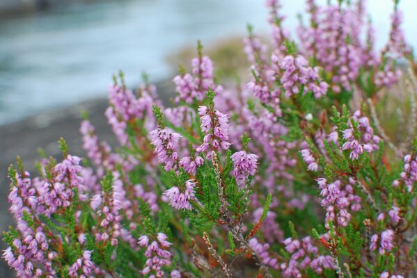 Shaking twigs of pink flowers