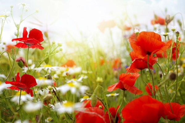 Poppies and daisies are the flowers of a warm summer