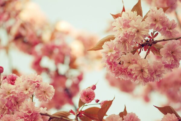 Les branches de Sakura fleurissent au printemps