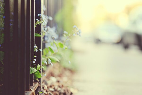 Forget-me-nots come out from behind the fence