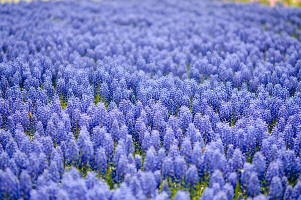 A lot of blue muscari on the field