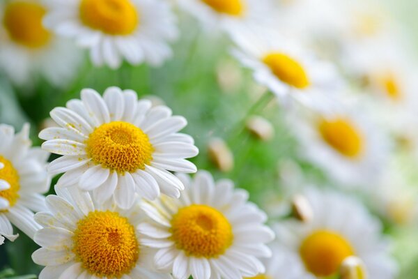 Specks of pollen on modest daisies