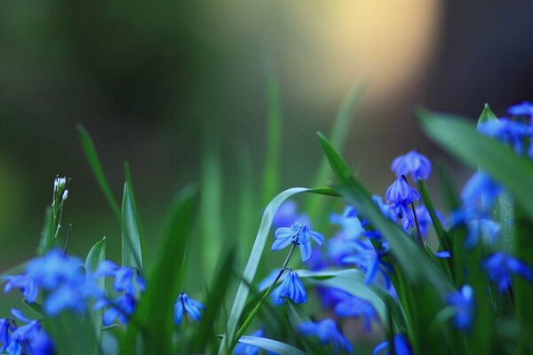 Blaue Blumen sind schön und zart