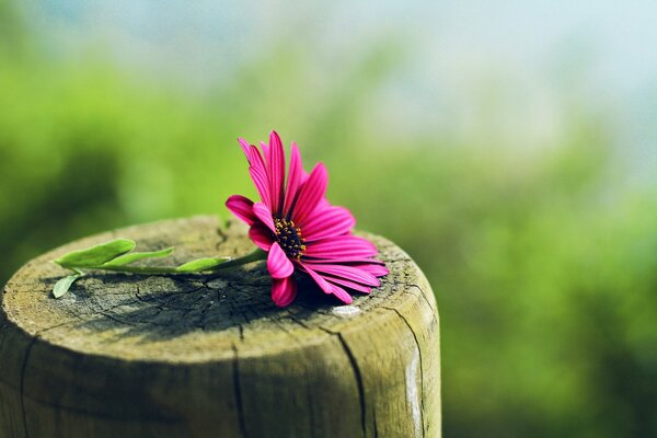 Il fiore rosa si trova su un palo di legno