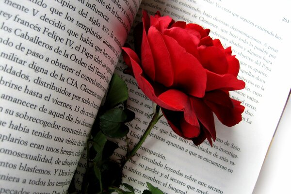 A red rose bud on the pages of the book