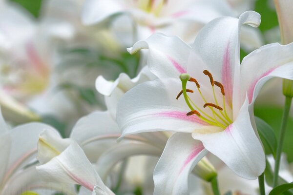 Weiße schöne Lilien in der Nähe