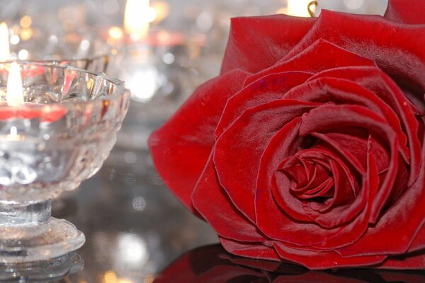 Velvet scarlet Rose on a glossy table