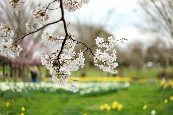 Una rama de Sakura en el parque