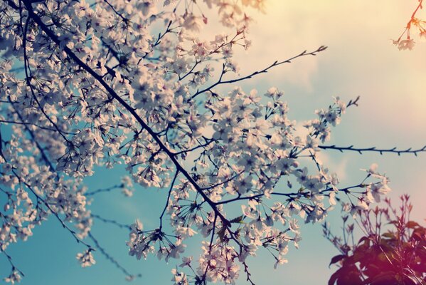 Spring cherry blossom trees
