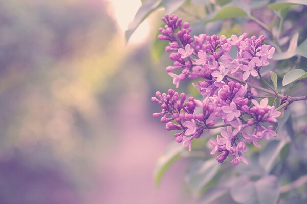 A sprig of lilac with delicate half-open petals