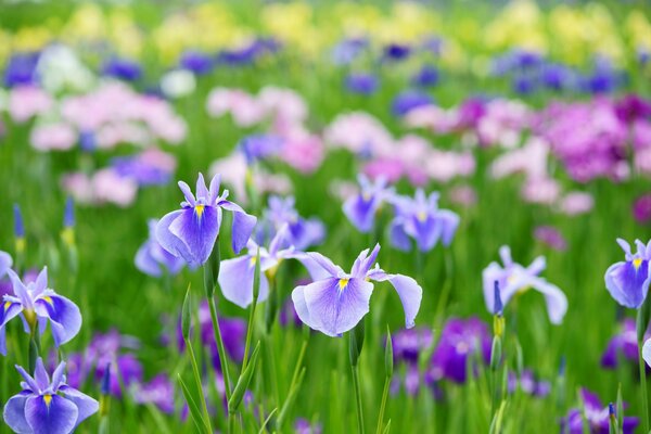 Lots of purple irises on the field