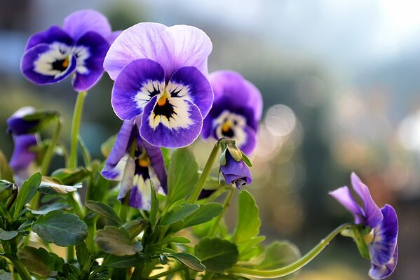 Viole del pensiero in un aiuola estiva