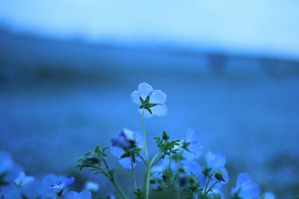 Blue flax flowers in a clearing