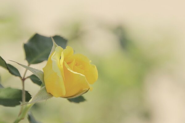Yellow rosebud on a field background