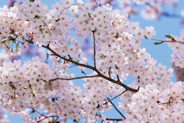 Árboles florecientes en primavera contra el cielo