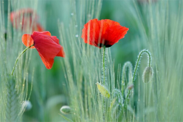 The poppy field is red