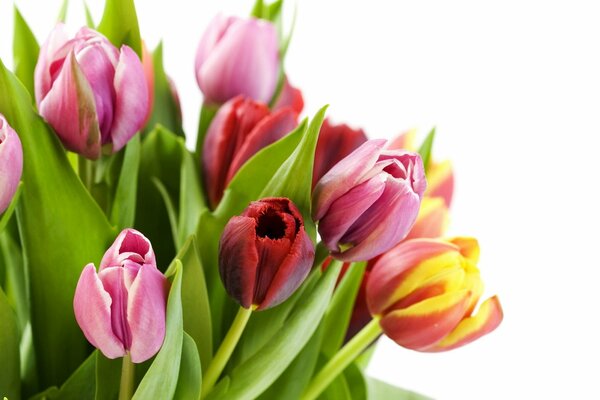 Delicate bouquet of tulips, flowers