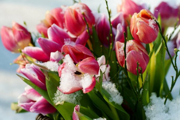 Tulipes en hiver